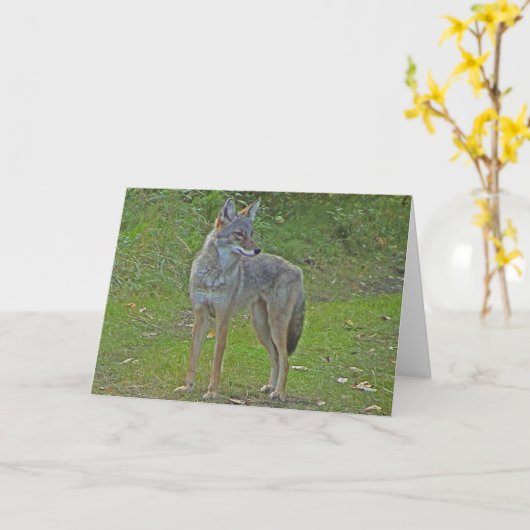 Coyote (zijaanzicht) kaart (Gele Bloem)