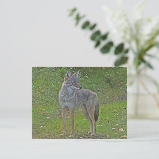 Coyote (zijdelings uitzicht) briefkaart (Staand voorkant)