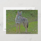 Coyote (zijdelings uitzicht) briefkaart (Voorkant / Achterkant)