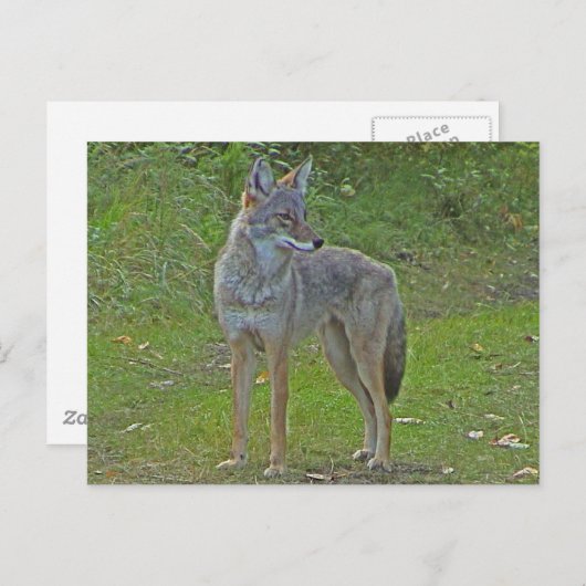 Coyote (zijdelings uitzicht) briefkaart (Voorkant / Achterkant)