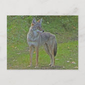 Coyote (zijdelings uitzicht) briefkaart (Voorkant)