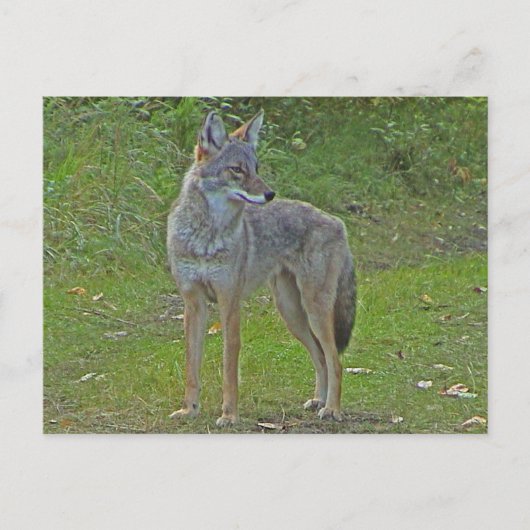 Coyote (zijdelings uitzicht) briefkaart (Voorkant)
