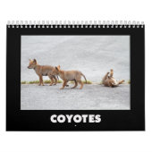 Coyotes Calendar Kalender (Hoes)