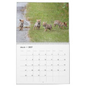 Coyotes Calendar Kalender (Mar 2027)
