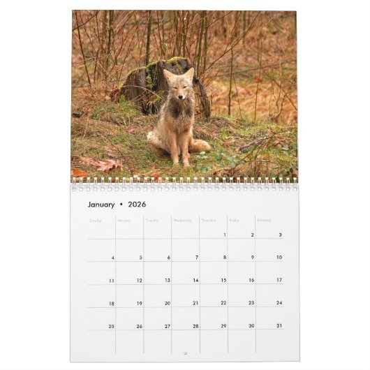 Coyotes Calendar Kalender (Jan 2026)