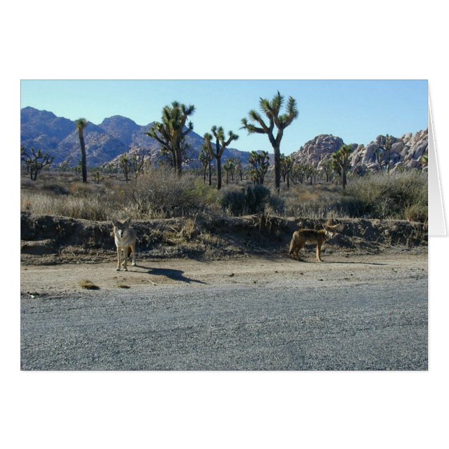 Coyotes op de Prowl (Voorkant Horizontaal)