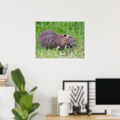 Coypu in gras poster (Thuiskantoor)