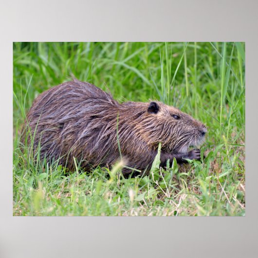 Coypu in gras poster (Voorkant)
