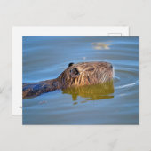 Coypu-zwemmen in een vijver briefkaart (Voorkant / Achterkant)