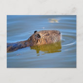 Coypu-zwemmen in een vijver briefkaart (Voorkant)