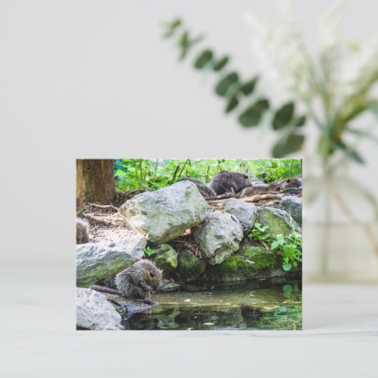 Coypus Briefkaart (Staand voorkant)