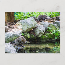 Coypus Briefkaart