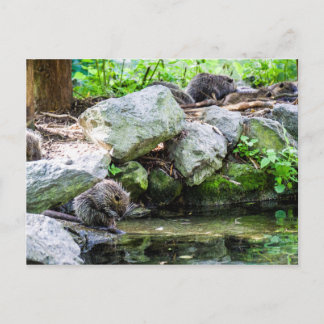 Coypus Briefkaart