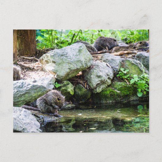 Coypus Briefkaart (Voorkant)