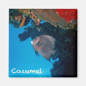 Cozumel Angelfish Magneet (Voorkant)