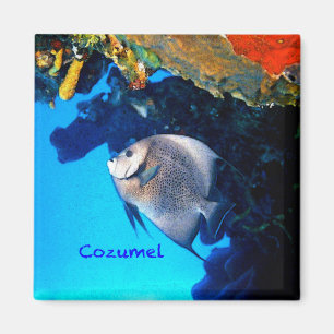 Cozumel Angelfish Magneet