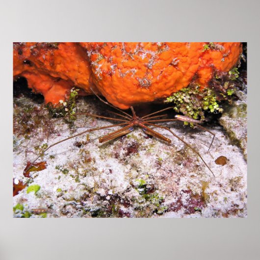 Cozumel Arrow Crab Poster (Voorkant)