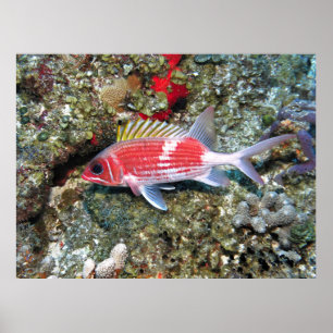 Cozumel Eekhoorntjes II Poster