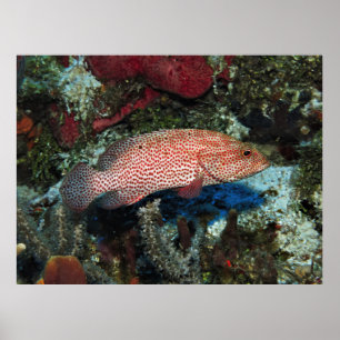 Cozumel Graysby Poster
