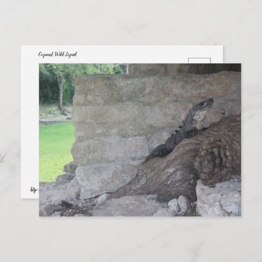 Cozumel Lizard Briefkaart (Voorkant / Achterkant)