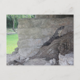 Cozumel Lizard Briefkaart