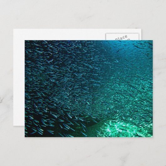 Cozumel Mexico Briefkaart (Voorkant / Achterkant)