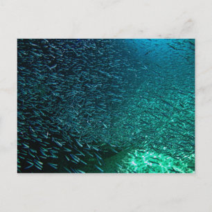 Cozumel Mexico Briefkaart