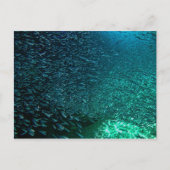 Cozumel Mexico Briefkaart (Voorkant)