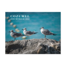 Cozumel Mexico meeuwen op rots