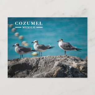 Cozumel Mexico meeuwen op rots Feestdagenkaart