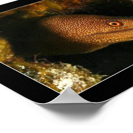 Cozumel - Moray Eel Poster (Hoek)