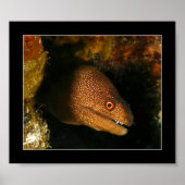 Cozumel - Moray Eel Poster (Voorkant)