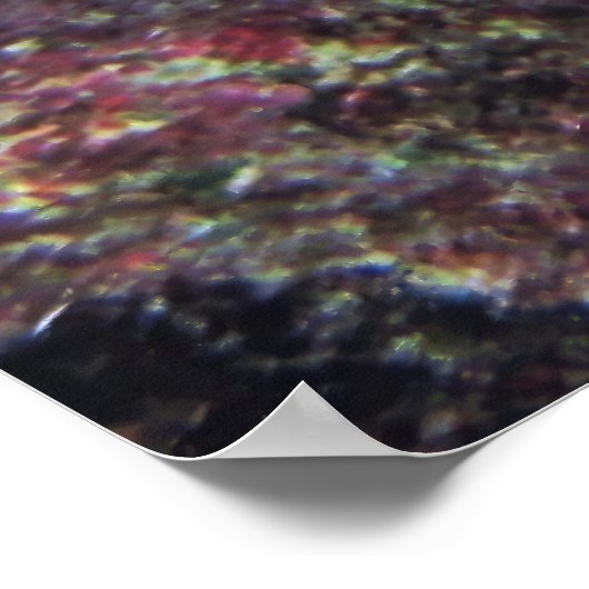 Cozumel Queen Angelfish Poster (Hoek)