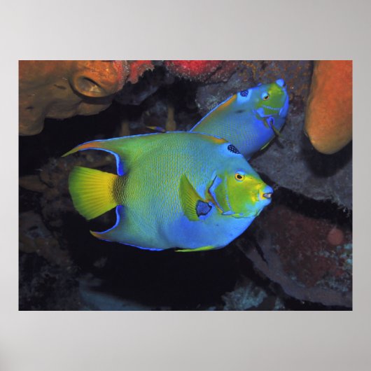 Cozumel Queen Angels Poster (Voorkant)