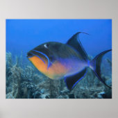 Cozumel Queen Triggerfish Poster (Voorkant)
