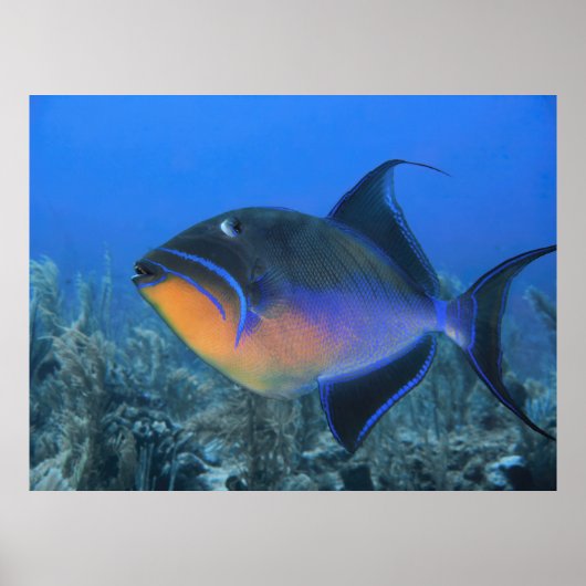 Cozumel Queen Triggerfish Poster (Voorkant)