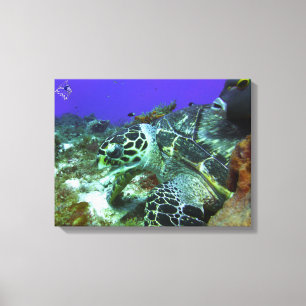 Cozumel Turtle #3 Canvas Afdruk