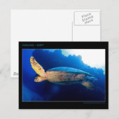 Cozumel - Turtle Briefkaart (Voorkant / Achterkant)