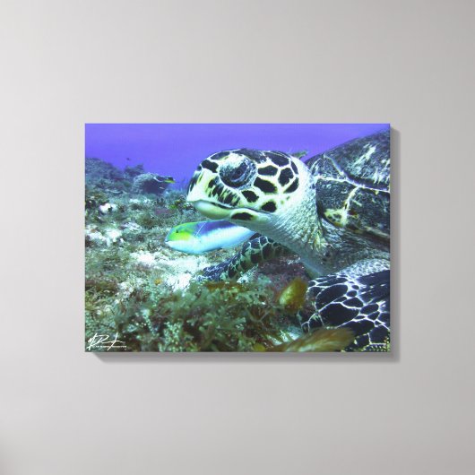 Cozumel Turtle Canvas Afdruk (Voorkant)