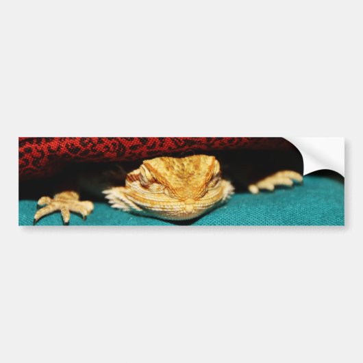 Cozy Bearded Dragon Bumpersticker (Voorkant)