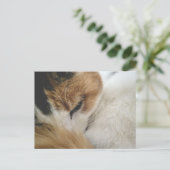 Cozy Calico Cat Postcard Feestdagenkaart (Staand voorkant)