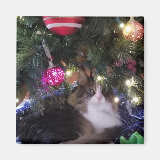 Cozy Cat onder kerstboom Magneet (Voorkant)