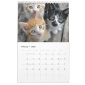 Cozy Cat Photography | Cute Kitten Cat Wall  Kalender (Feb 2026)