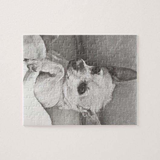 Cozy Chihuahua Puzzle Legpuzzel (Horizontaal)