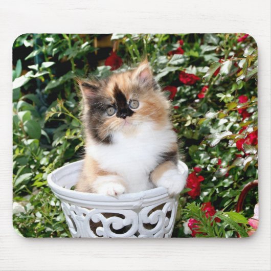 Cozy Kittens Calico Persian Kittens Mousepad Muismat (Voorkant)