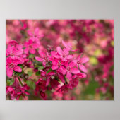 Crab Apple Blooms Poster (Voorkant)