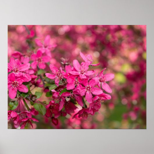 Crab Apple Blooms Poster (Voorkant)
