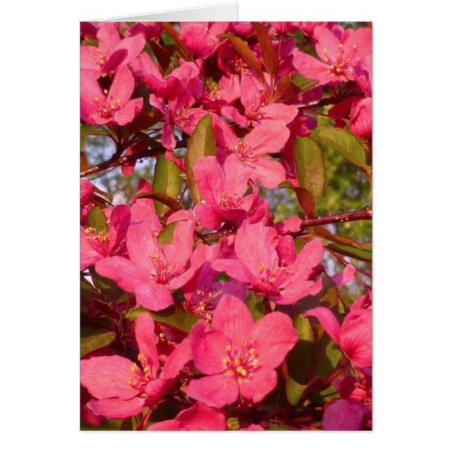 Crab Apple Blossom (Voorkant)