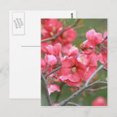 Crab Apple Blossom Briefkaart (Voorkant / Achterkant)