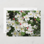 Crab Apple Blossom is een Tuurlijk teken van de Le Briefkaart (Voorkant / Achterkant)